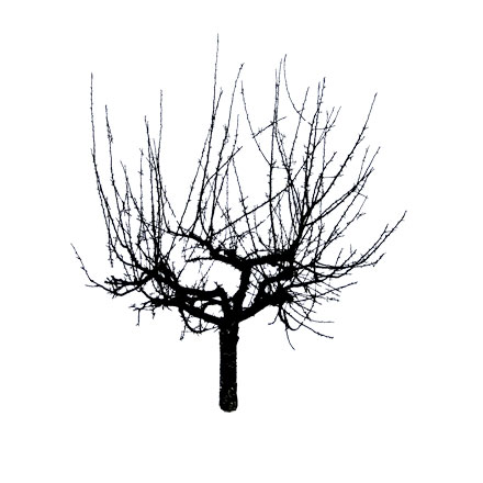 arbre-menacant-mort-hiver-1500-300-museumtextures.com-1310121306.jpg