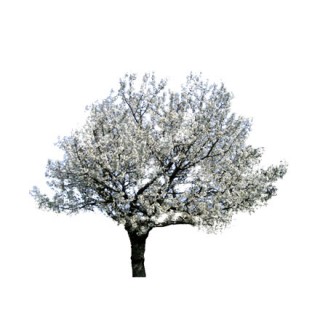 Cerisier blanc détouré