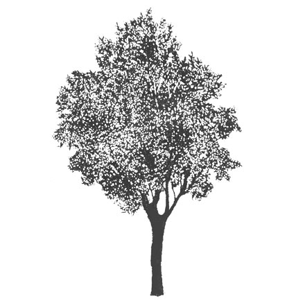 Arbre stylisé noir et blanc