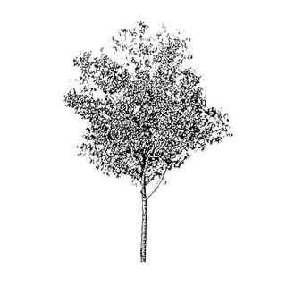 Arbre gravure noir et blanc