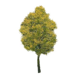 Arbre jaune clair