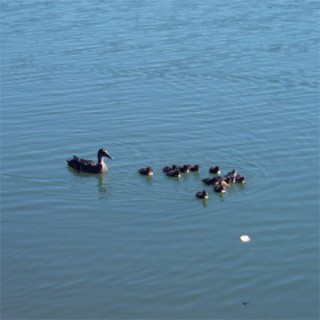 Canards