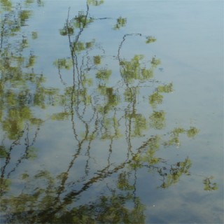 Reflet d'arbre sur l'eau