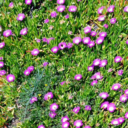 Herbe avec fleurs violettes