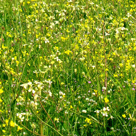 Herbe avec des fleurs jaunes