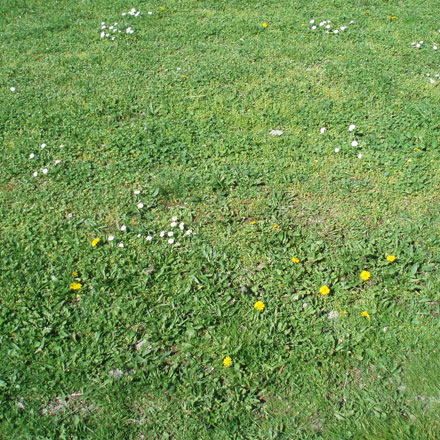 Pelouse parsemée de fleurs