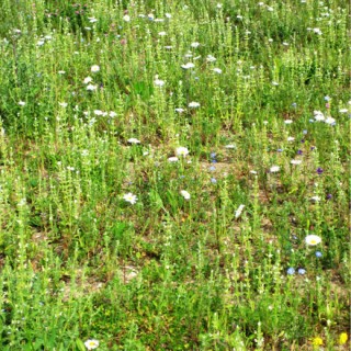 Friche avec herbes et fleurs sauvages