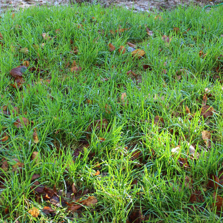 Herbe verte claire mouillée