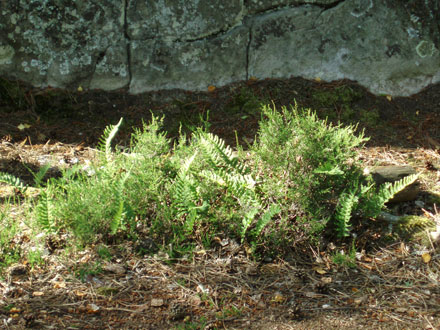 Fougères de forêt