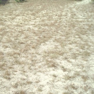 Herbe sèche sur sol sableux