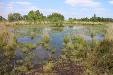 Marécage herbes hautes et graminées - MuseumTextures