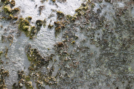 Lichen et mousse sur un rocher blanc