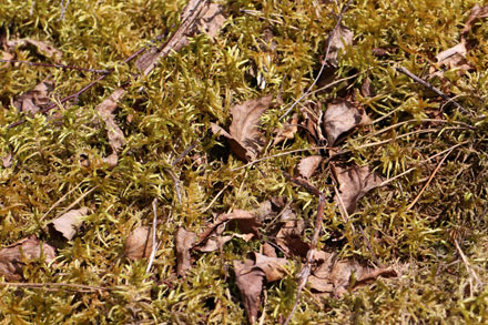 Mousse et feuilles mortes