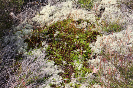 Tapis de mousse et de lichen