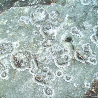 Lichen blanc sur un rocher